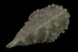 Jurassic Bivalve (Scaphotrigonia) - Bouxwiller, France #139399-1